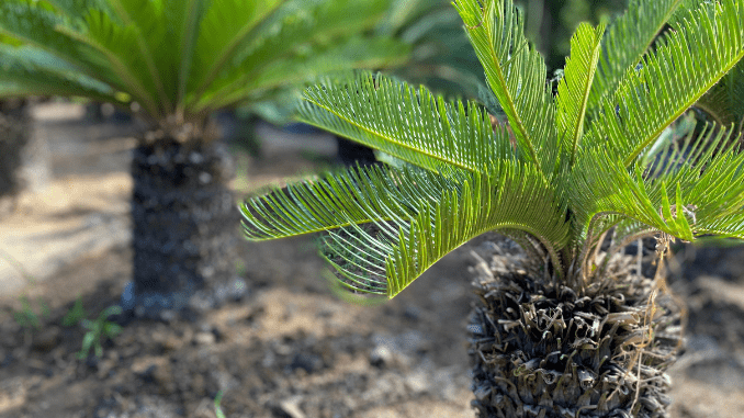 Dwarf date palm