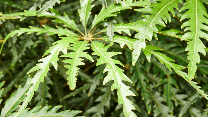 False aralia