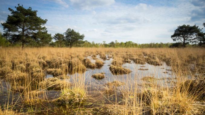 Peat moss vs Sphagnum moss