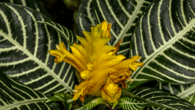 Zebra plant