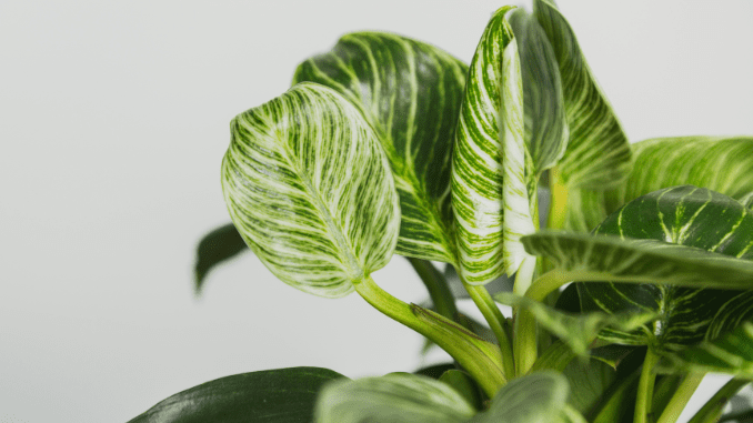 propagate Philodendron birkin