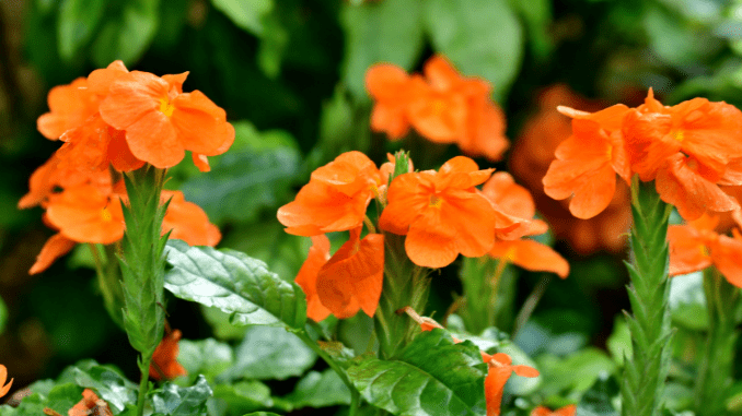 Crossandra infundibuliformis