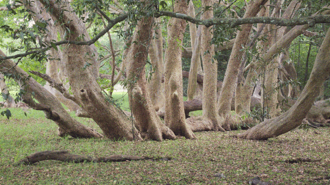 Terminalia arjuna benefits