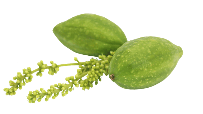 Terminalia bellirica