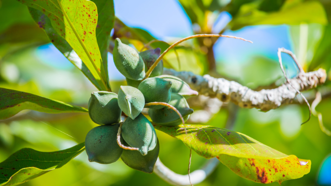 Tropical almond fruit