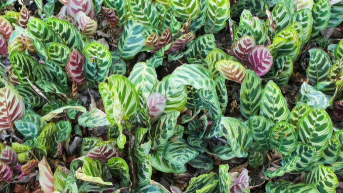 peacock plant
