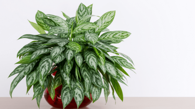 Aglaonema crispum