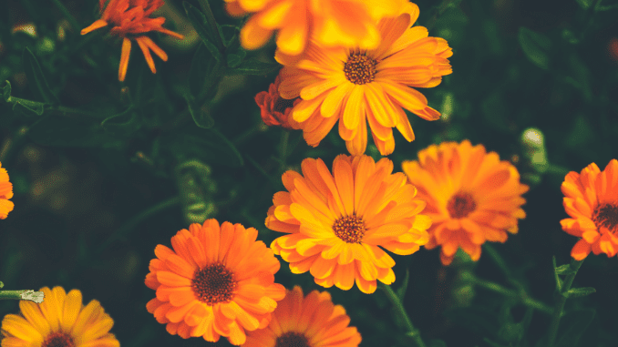 Calendula officinalis