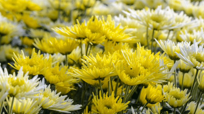 Chrysanthemum morifolium