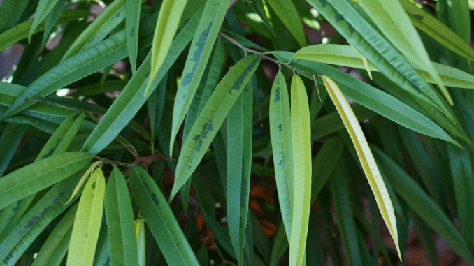 Ficus alii care