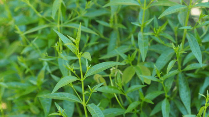 How to grow Andrographis paniculata