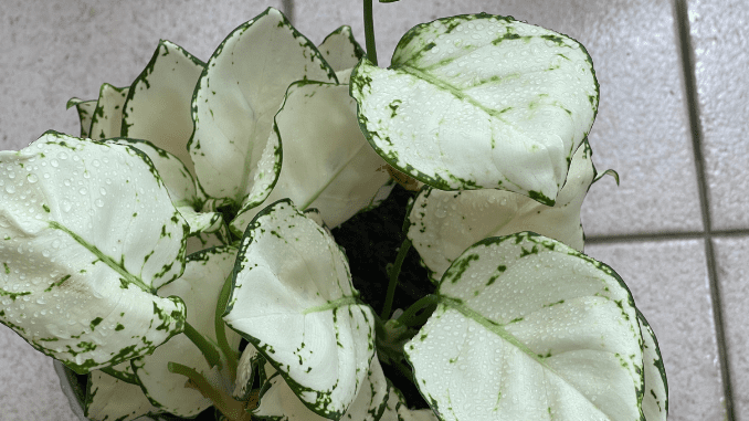 How to fix Dieffenbachia dumb cane