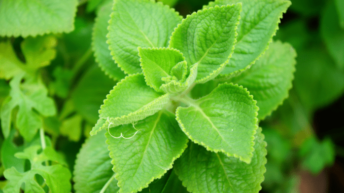 Plectranthus amboinicus