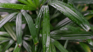 Brown leaf tip