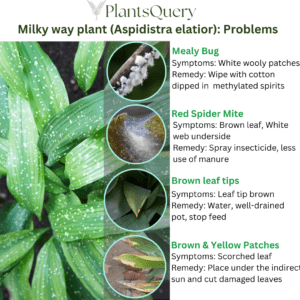 Milky Way plant common problems