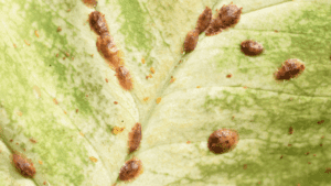 Scale insects