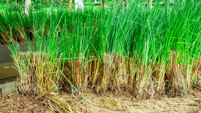 Vetiver plant for sale