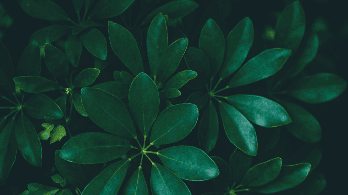 Schefflera arboricola
