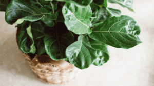 fiddle leaf fig plant